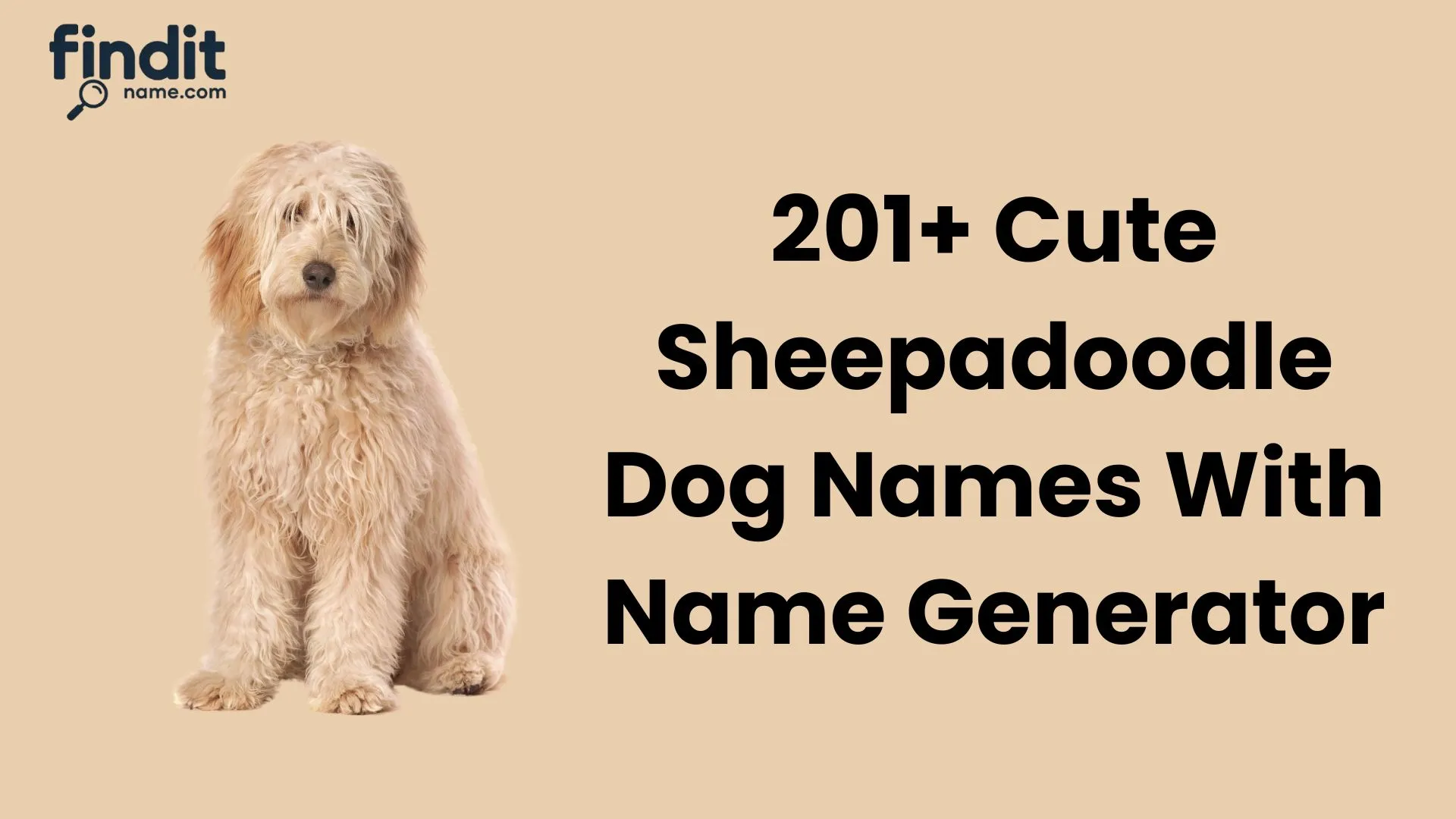 Sheepadoodle Dog Names