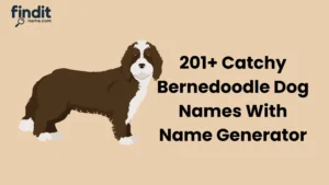 Bernedoodle Dog Names
