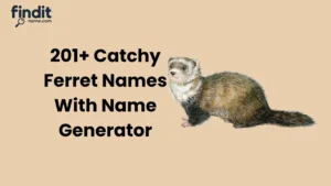 Catchy Ferret Names