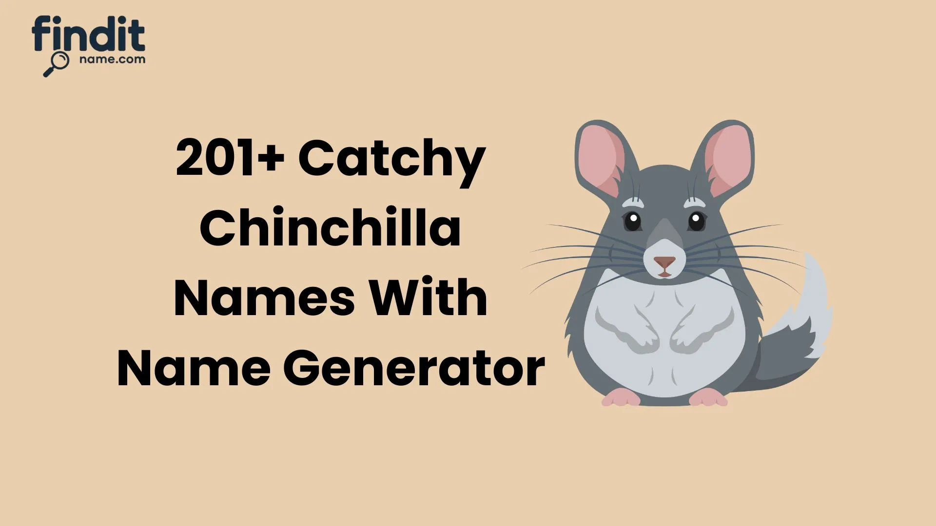 Cute And Catchy Chinchilla Names With Name Generator