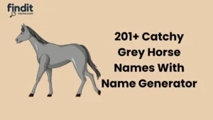 Grey Horse Names