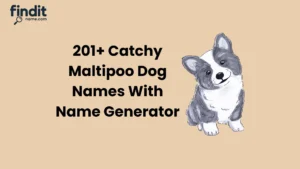 Cool and Catchy Maltipoo Dog Names With Name Generator